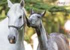 X81A8373 Lipizzaner im Burggarten Foto Pfluegl 160719